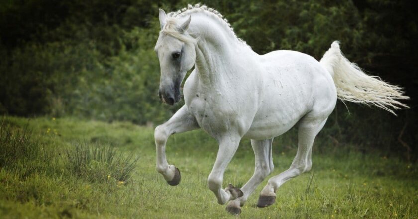Did You Know How Much Horsepower Does a Horse Have?