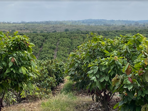 Cocoa-farming