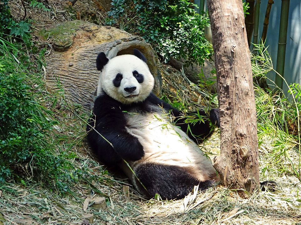 Normal Panda