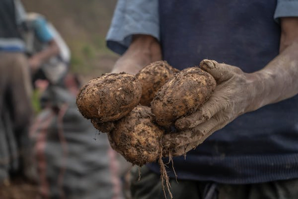 Fresh Potatoes