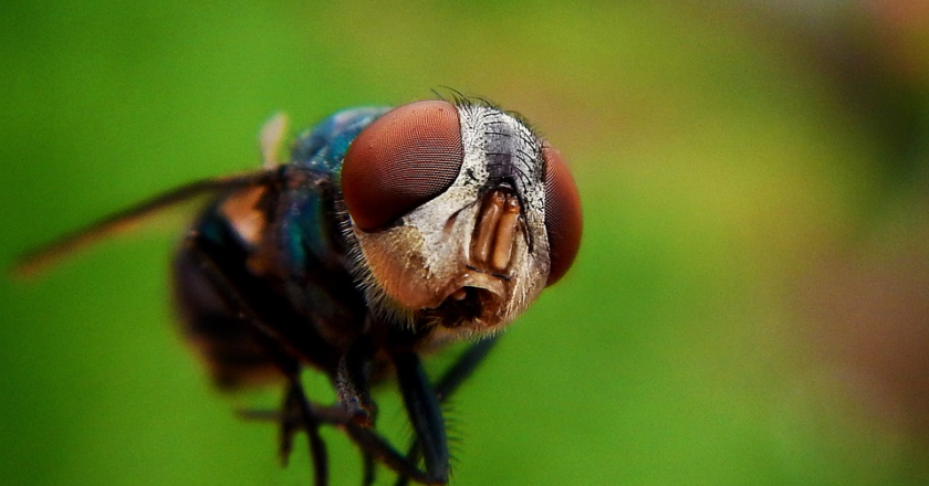 Midge Infestation? No Problem! Here’s How to Kill Midges and Keep Them Away