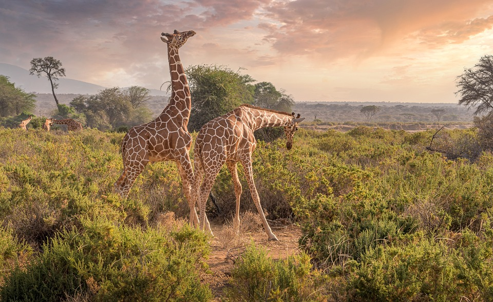 Top-5-Animals-in-Kenya