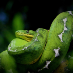 How Did Snakes Get on Snake Island?: The Fascinating History of Snake Island