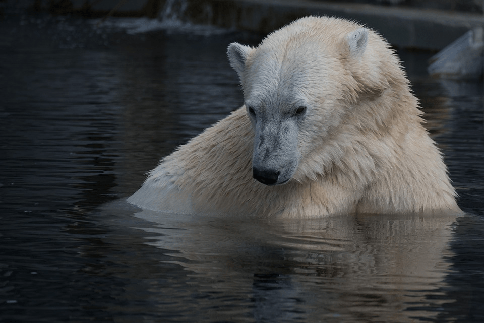 russian-polar-bear