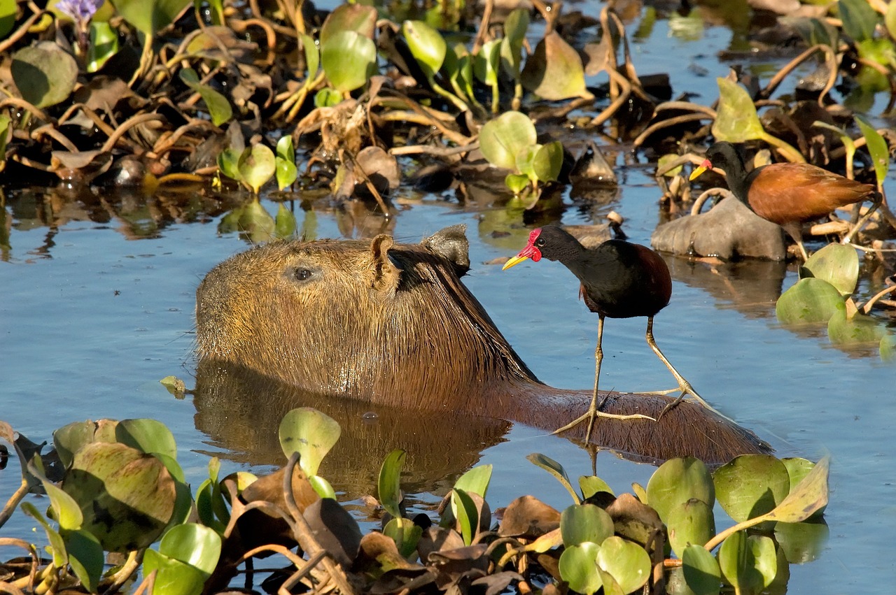 where do capybara live