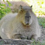 The Fascinating World of Capybara: 10 Surprising Facts Of Capybara