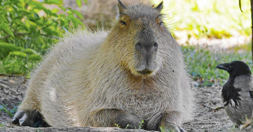 The Fascinating World of Capybara: 10 Surprising Facts Of Capybara