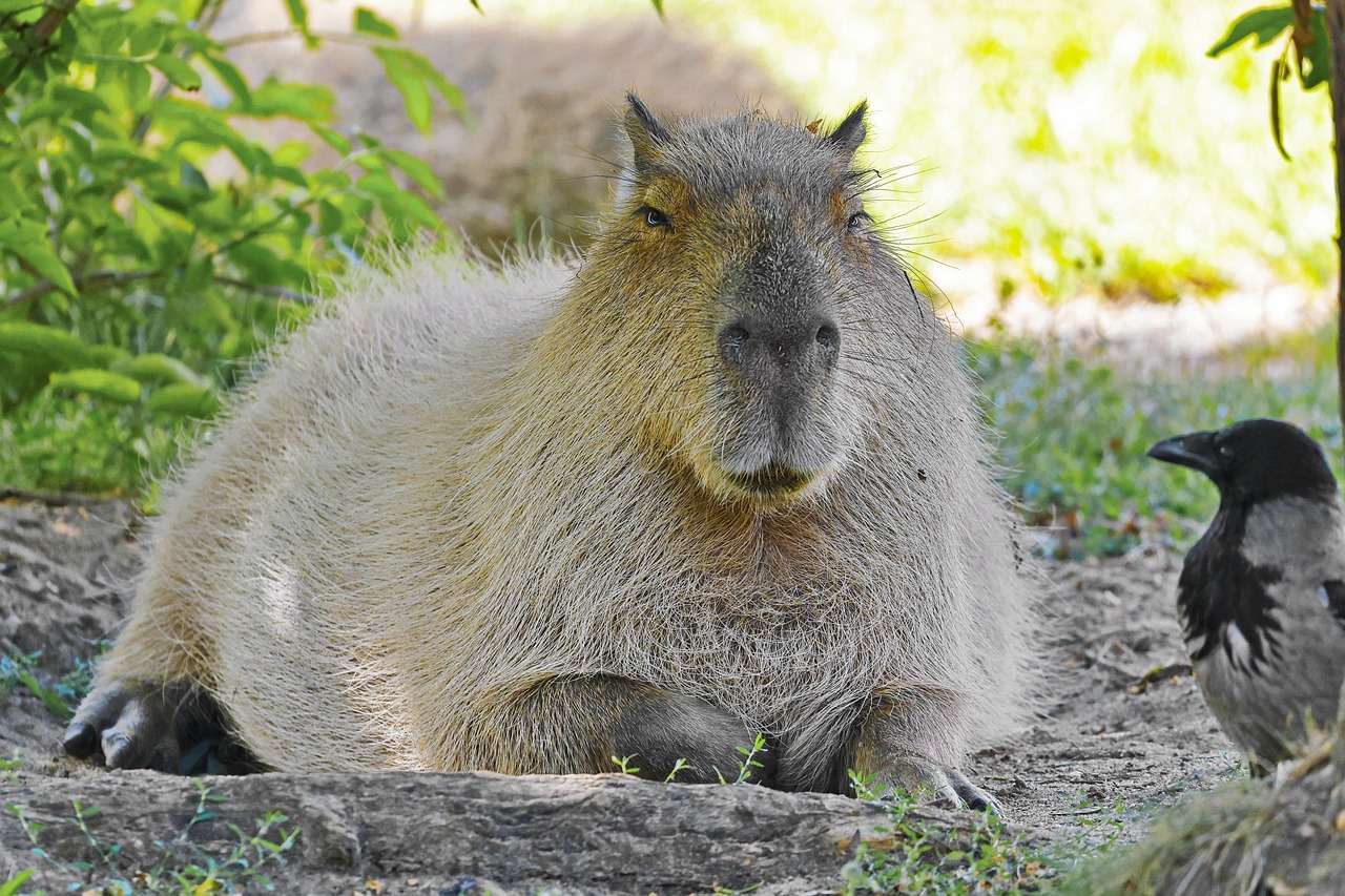 The Fascinating World of Capybara: 10 Surprising Facts Of Capybara