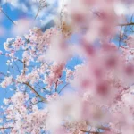 Discover the 10 Fascinating Fun Facts About Spring