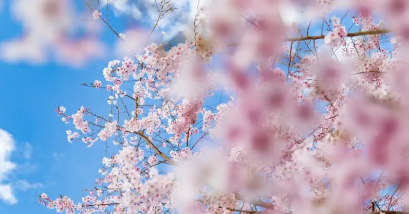 Discover the 10 Fascinating Fun Facts About Spring