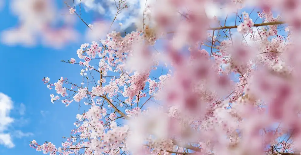 Discover the 10 Fascinating Fun Facts About Spring